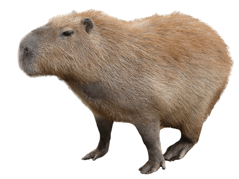 Spinning Capybara